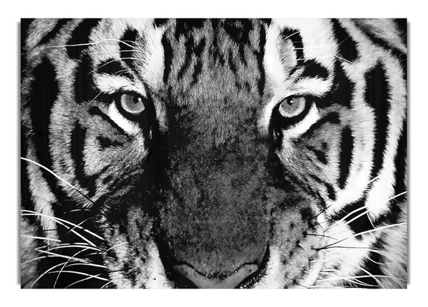 Tiger Stare B~w