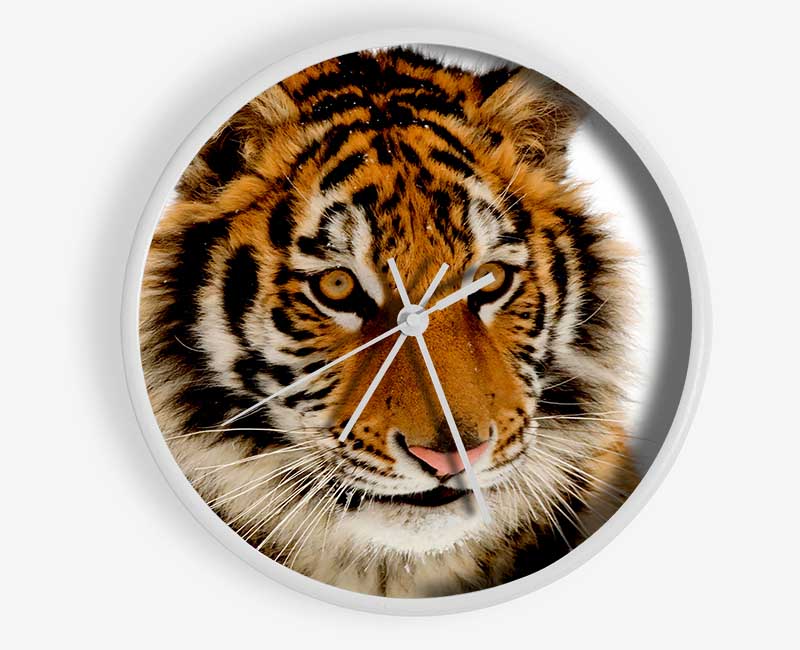 Tiger Stare Clock - Wallart-Direct UK