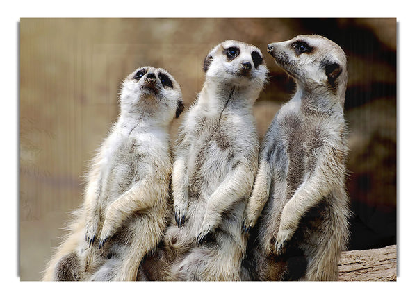 Trio Of Leaning Meerkats