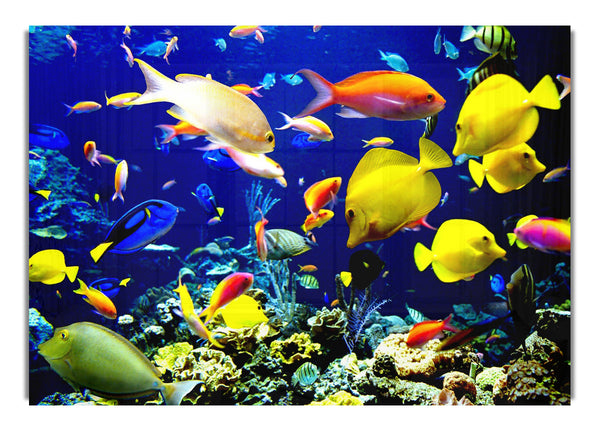 Tropical Fish Underwater