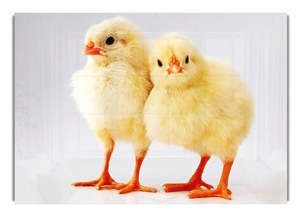 Two Little Chicks