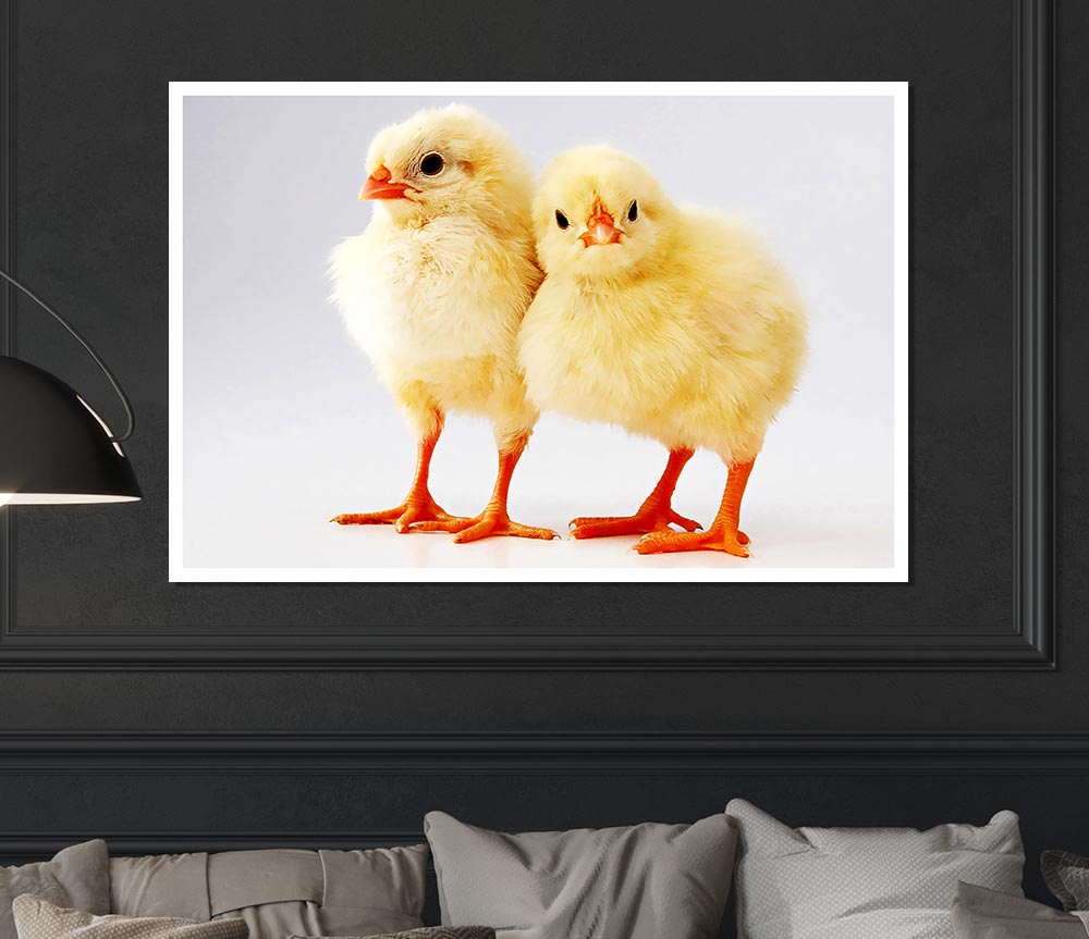 Two Little Chicks Print Poster Wall Art