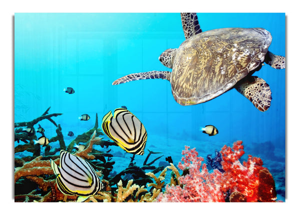 Underwater Turtle And Fish