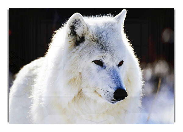 White Arctic Wolf