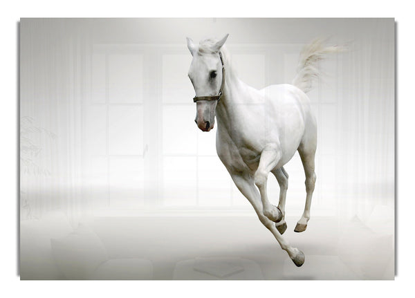 White Horse Running Wild Life Canvas