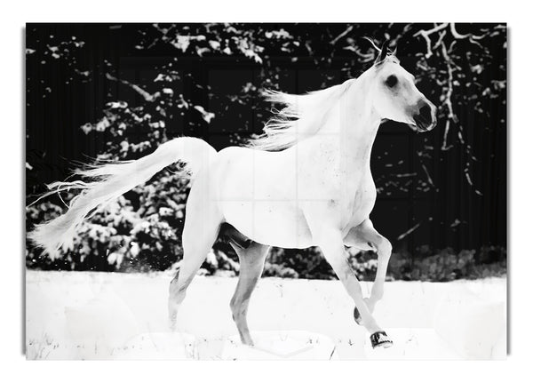 White Stallion Trot