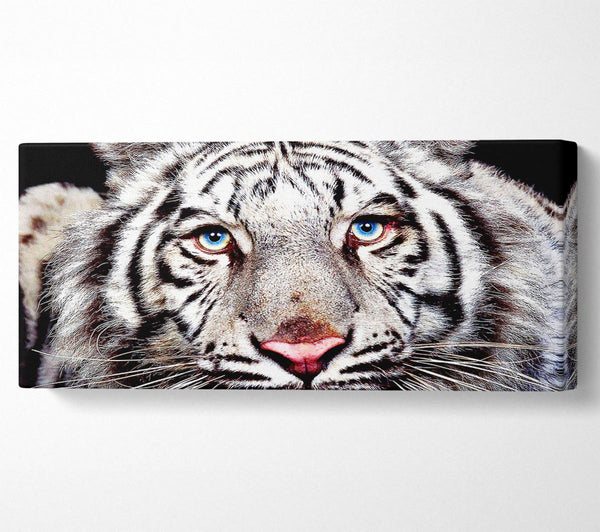 White Tiger Face