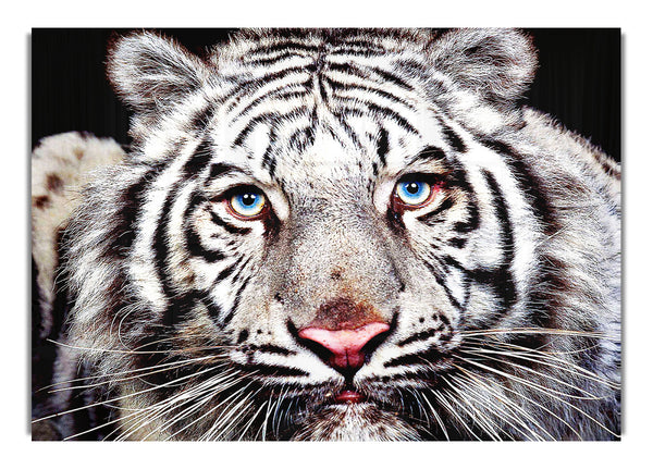 White Tiger Face Wild Life Canvas