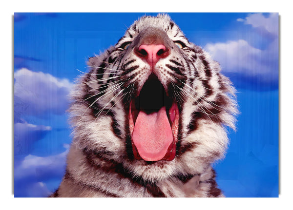 White Tiger Yawn