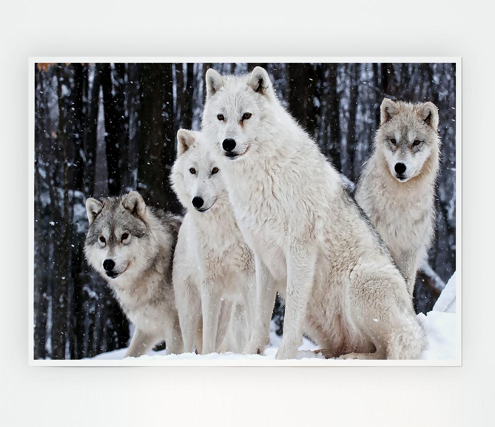 White Wolf Pack Print Poster Wall Art