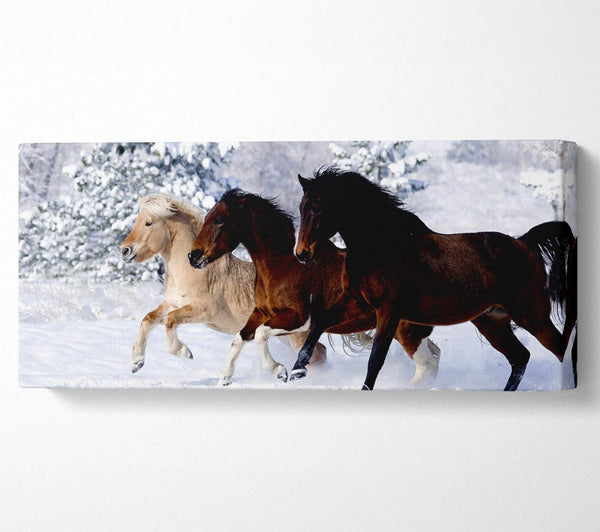 Wild Winter Horses Running