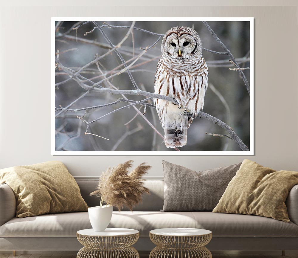 Winter Owl Print Poster Wall Art