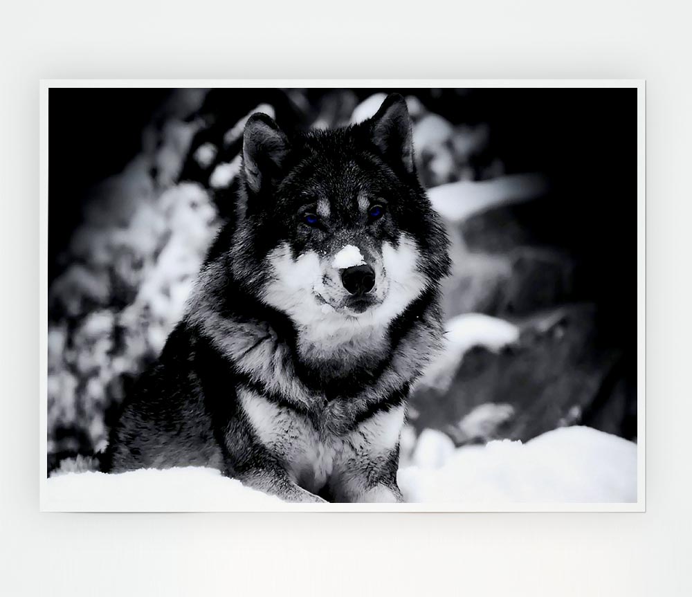 Wolf In Winter Print Poster Wall Art