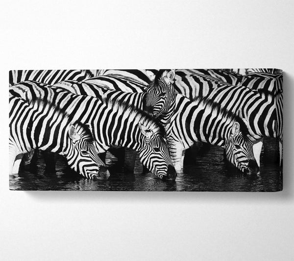 Zebra Drinking