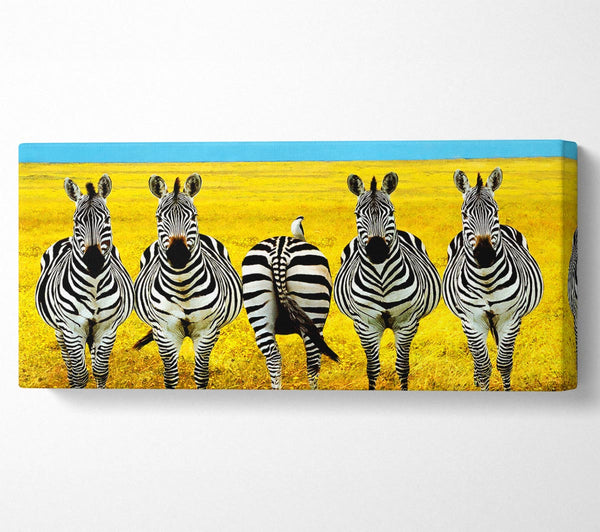 Zebra Line-Up