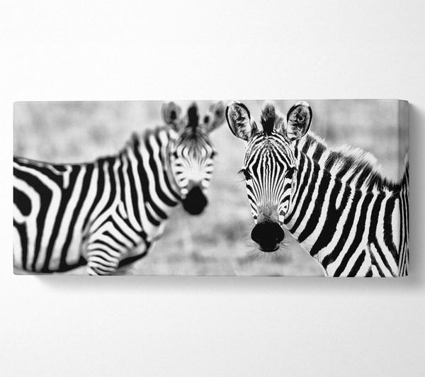 Zebra Twins