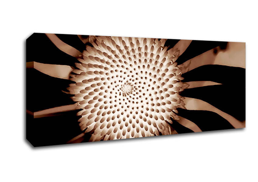 Picture of Chocolate Daisy Centre Panoramic Canvas Wall Art