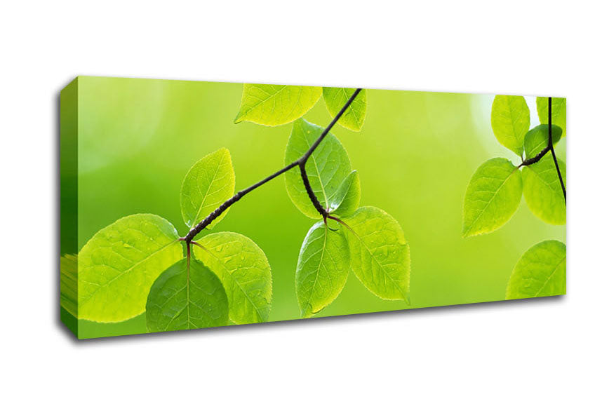 Picture of Branch With Green Leaves In The Sun Panoramic Canvas Wall Art