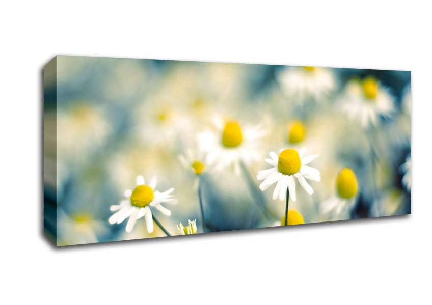 Picture of Chamomile Flowers Macro Panoramic Canvas Wall Art