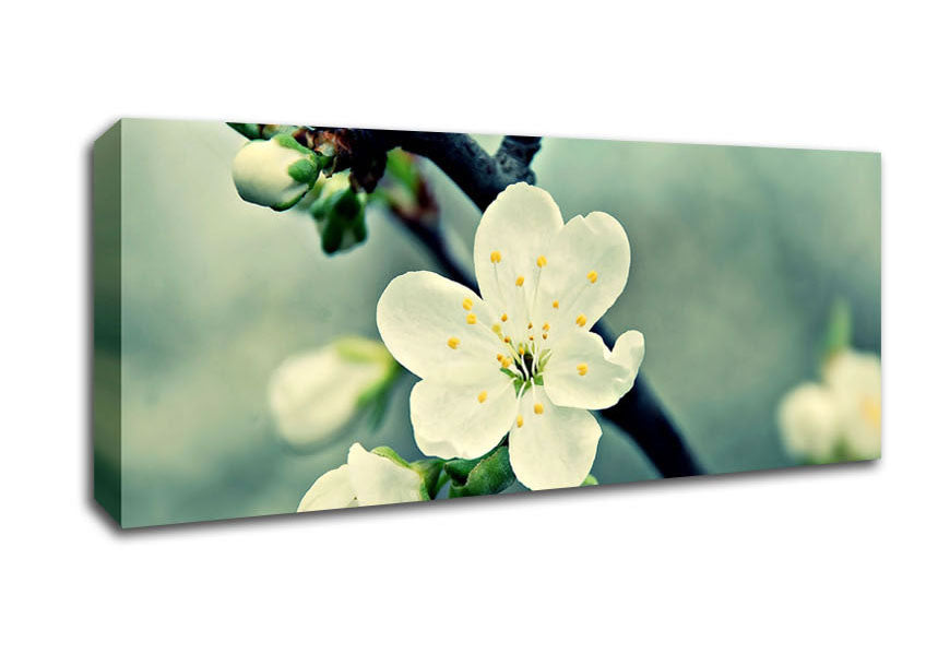 Picture of Beautiful Apple Blossom Panoramic Canvas Wall Art