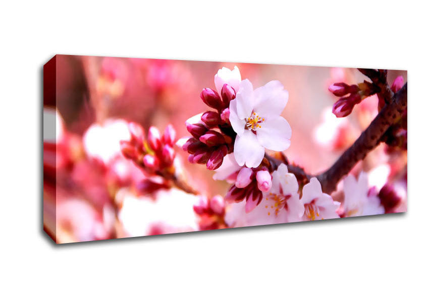 Picture of Cherry Blossom Buds Panoramic Canvas Wall Art