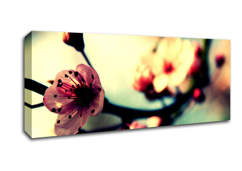 Picture of Cherry Blossom In Spring Panoramic Canvas Wall Art