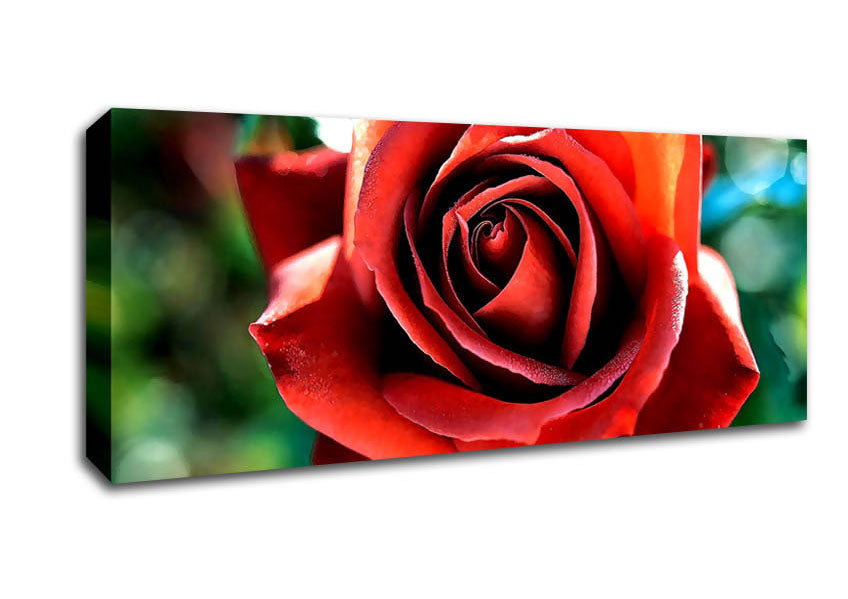 Picture of Beautiful Rose In The Garden Panoramic Canvas Wall Art