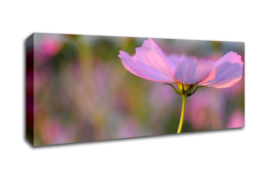 Picture of Another Side Of A Poppy Panoramic Canvas Wall Art