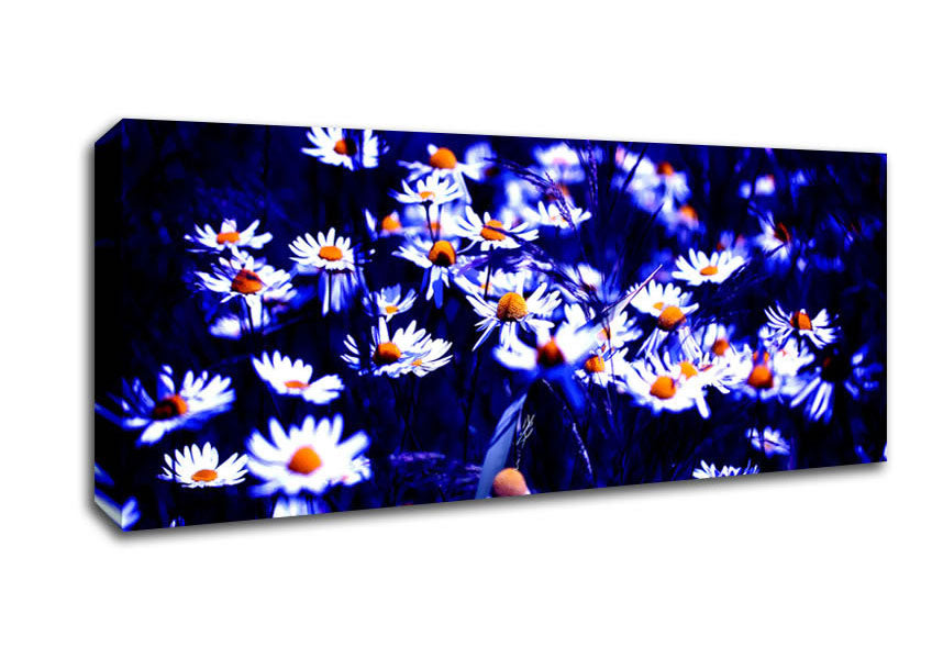 Picture of Chamomile Flowers Panoramic Canvas Wall Art