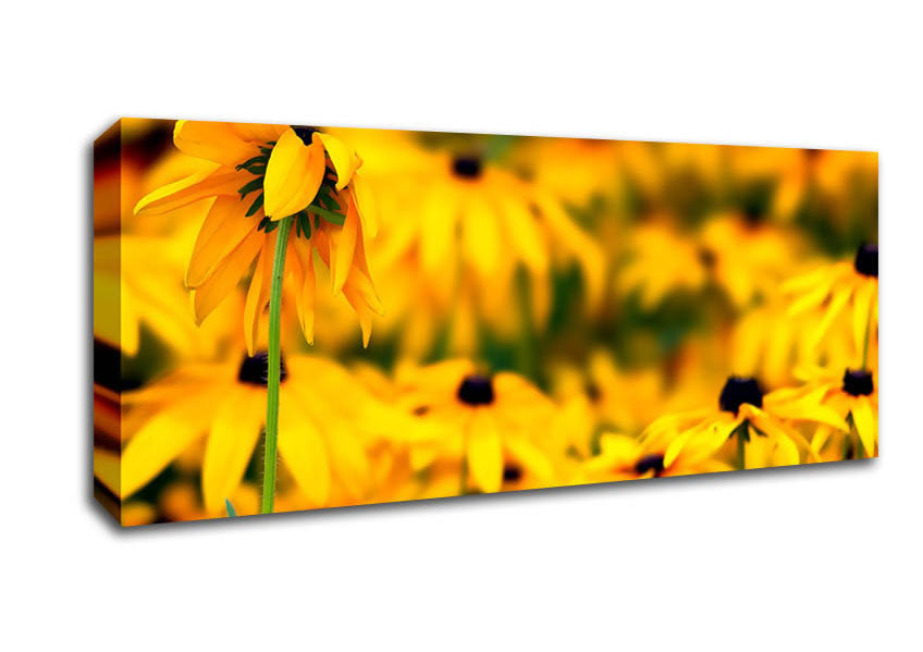 Picture of Black Eyed Susan Flowers Panoramic Canvas Wall Art