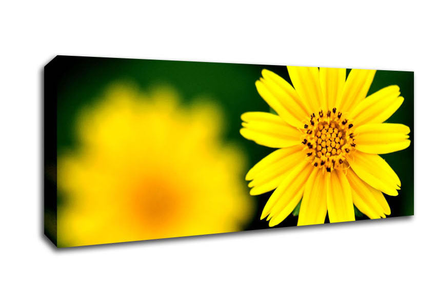 Picture of Beautiful Yellow Flower Panoramic Canvas Wall Art