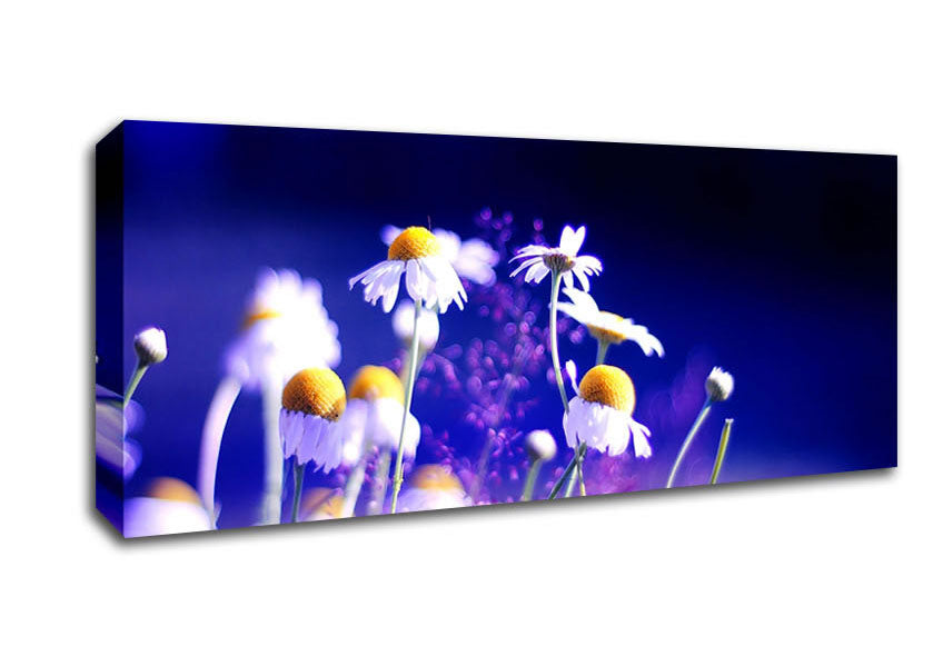 Picture of Beautiful Chamomile Flowers Panoramic Canvas Wall Art