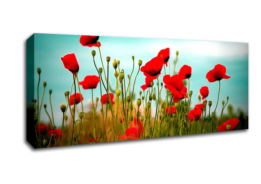 Picture of Beautiful Poppy Field Skies Panoramic Canvas Wall Art