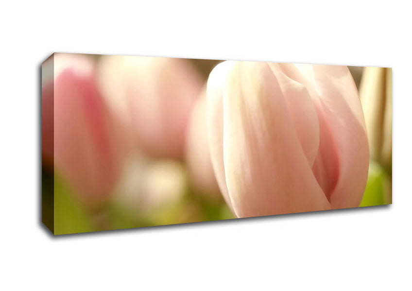 Picture of Baby Pink Tulip Panoramic Canvas Wall Art