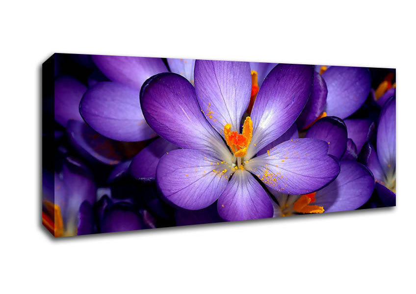 Picture of Autumn Purple Crocus Panoramic Canvas Wall Art