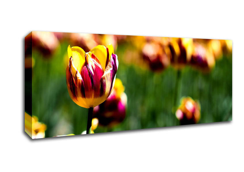 Picture of Botanical Garden Tulips Panoramic Canvas Wall Art