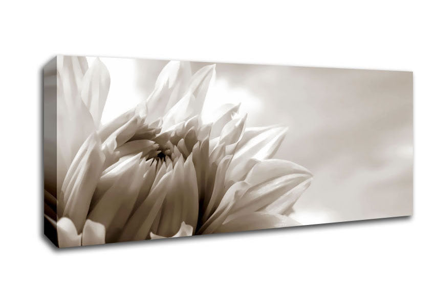 Picture of Blossoming Sepia Panoramic Canvas Wall Art