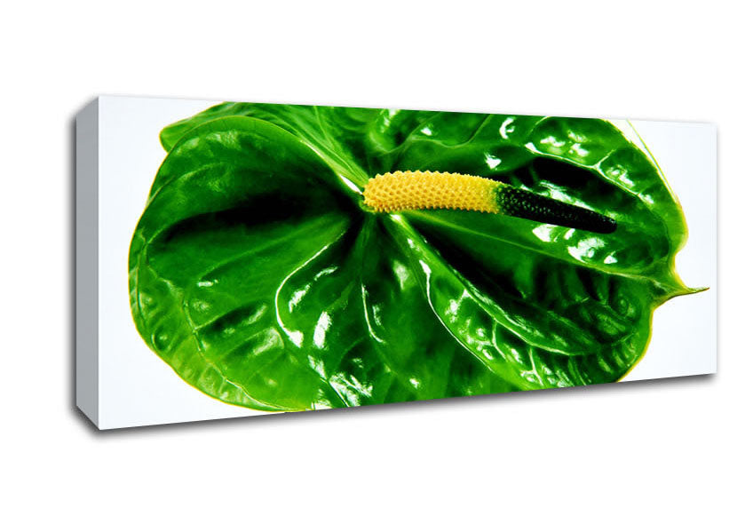 Picture of Anthurium Flower Panoramic Canvas Wall Art