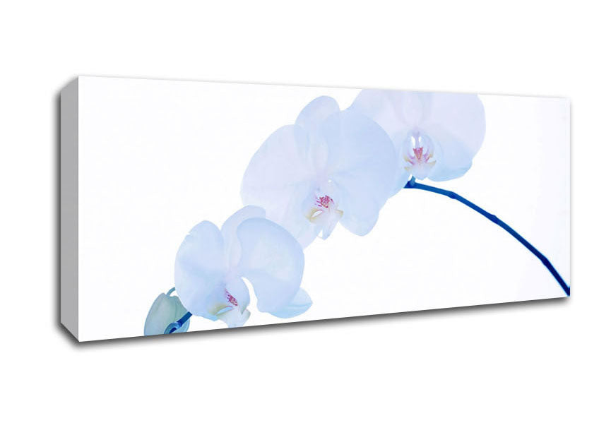 Picture of Baby Blue Stem Panoramic Canvas Wall Art