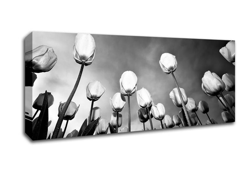 Picture of Black And White Tulip Skys Panoramic Canvas Wall Art