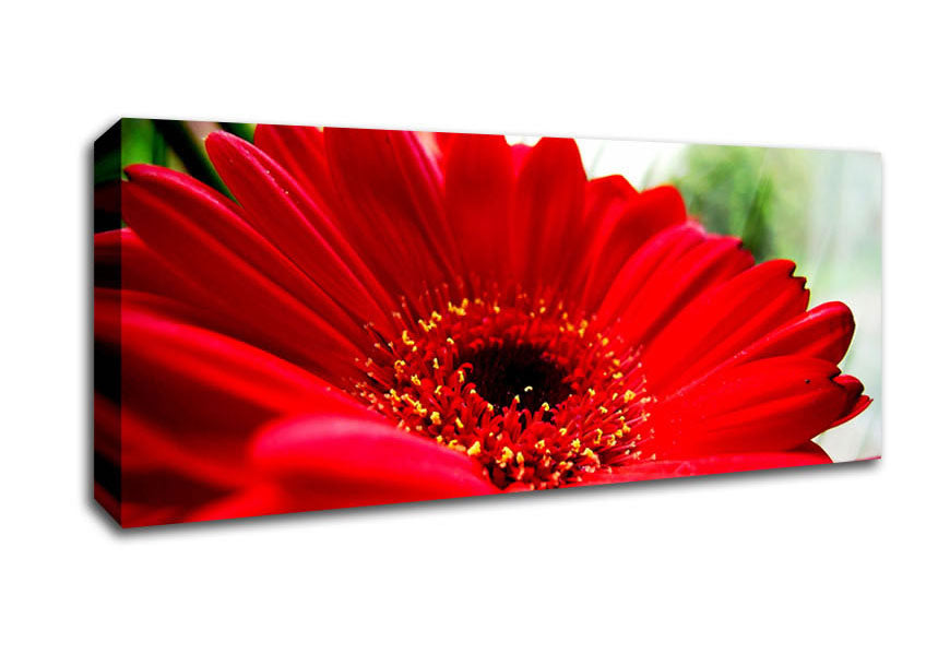 Picture of Cerise Gerbera Beauty Panoramic Canvas Wall Art