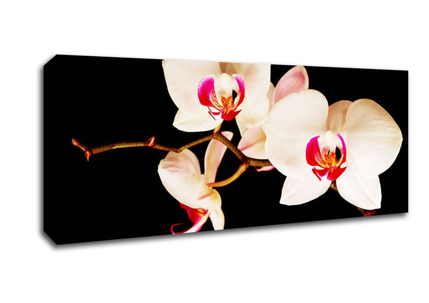 Picture of Butterfly Orchid Petals Panoramic Canvas Wall Art