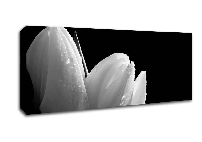 Picture of Black And White Tulip Beautys Panoramic Canvas Wall Art