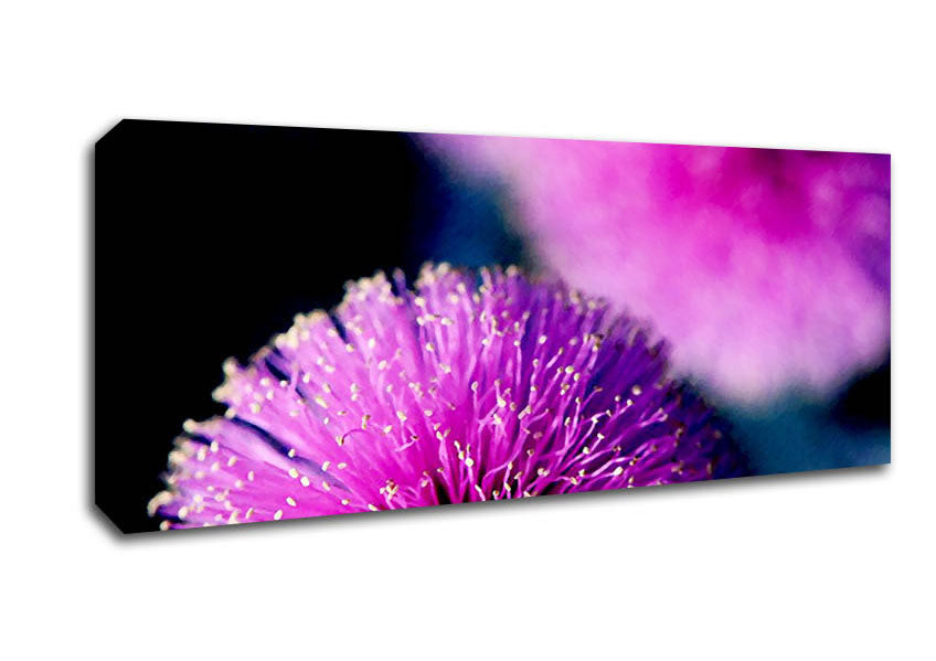 Picture of Cerise Pink Pom Poms Panoramic Canvas Wall Art