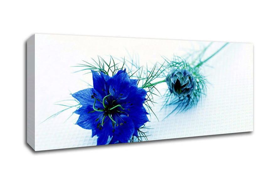 Picture of Blue Passion Panoramic Canvas Wall Art