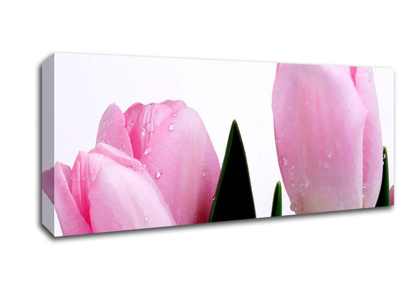 Picture of Baby Pink Tulips Panoramic Canvas Wall Art