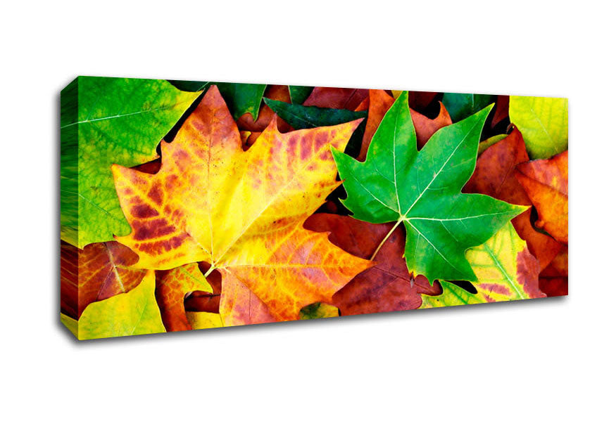 Picture of Autumn Leaves Fallen Panoramic Canvas Wall Art