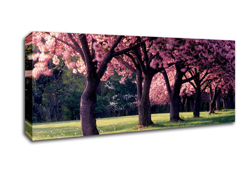 Picture of Cherry Blossom Lineup Panoramic Canvas Wall Art