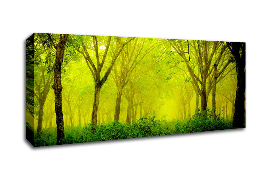 Picture of Stunning Green Forest Panoramic Canvas Wall Art