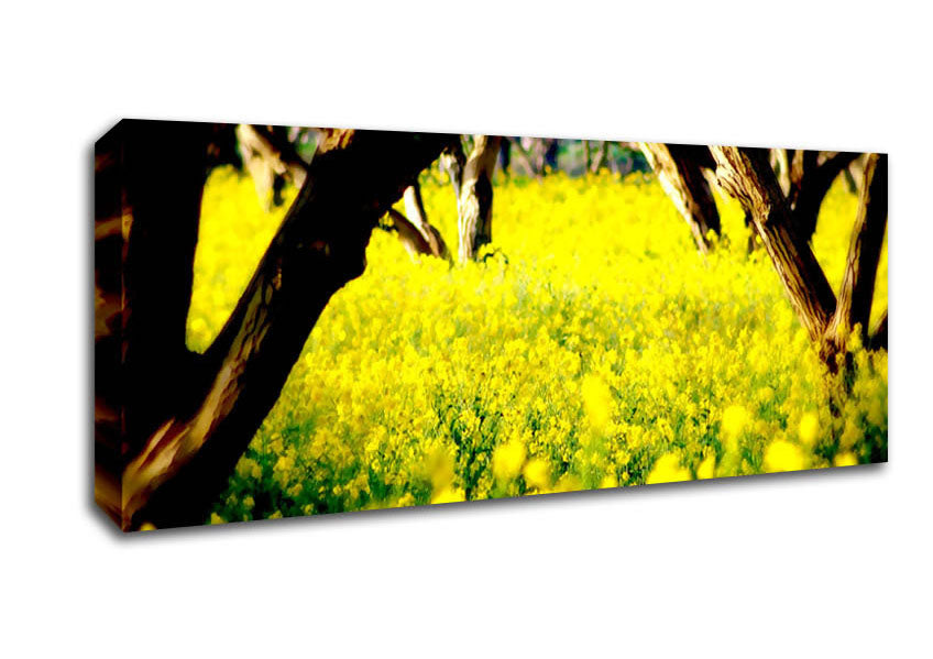 Picture of Orchard Sun Beam Panoramic Canvas Wall Art